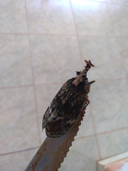 Phrictus diadema