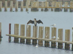 Phalacrocorax carbo