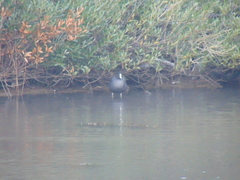 Fulica atra