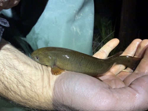 Climbing galaxias (Galaxias brevipinnis) — Galaxiidae — 3