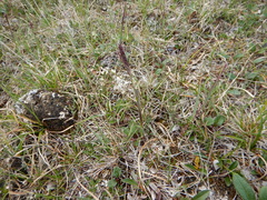 Arctagrostis latifolia