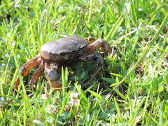 Zilchiopsis collastinensis