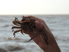 Zilchiopsis collastinensis