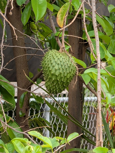 Annona muricata observed 2026-03-04