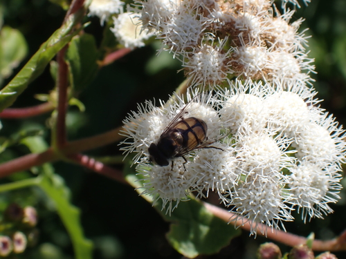 Unknown species found near Monterey County, CA, USA