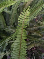 Nephrolepis