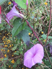 Ipomoea splendor-sylvae