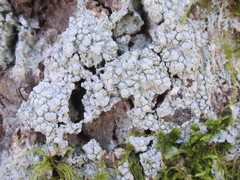 Pertusaria paratuberculifera