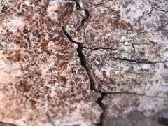 Arthonia cinnabarina