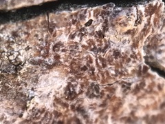 Arthonia cinnabarina