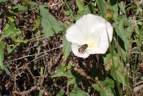 Unknown species found near Monterey County, CA, USA