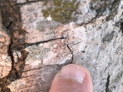 Arthonia cinnabarina