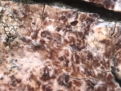 Arthonia cinnabarina