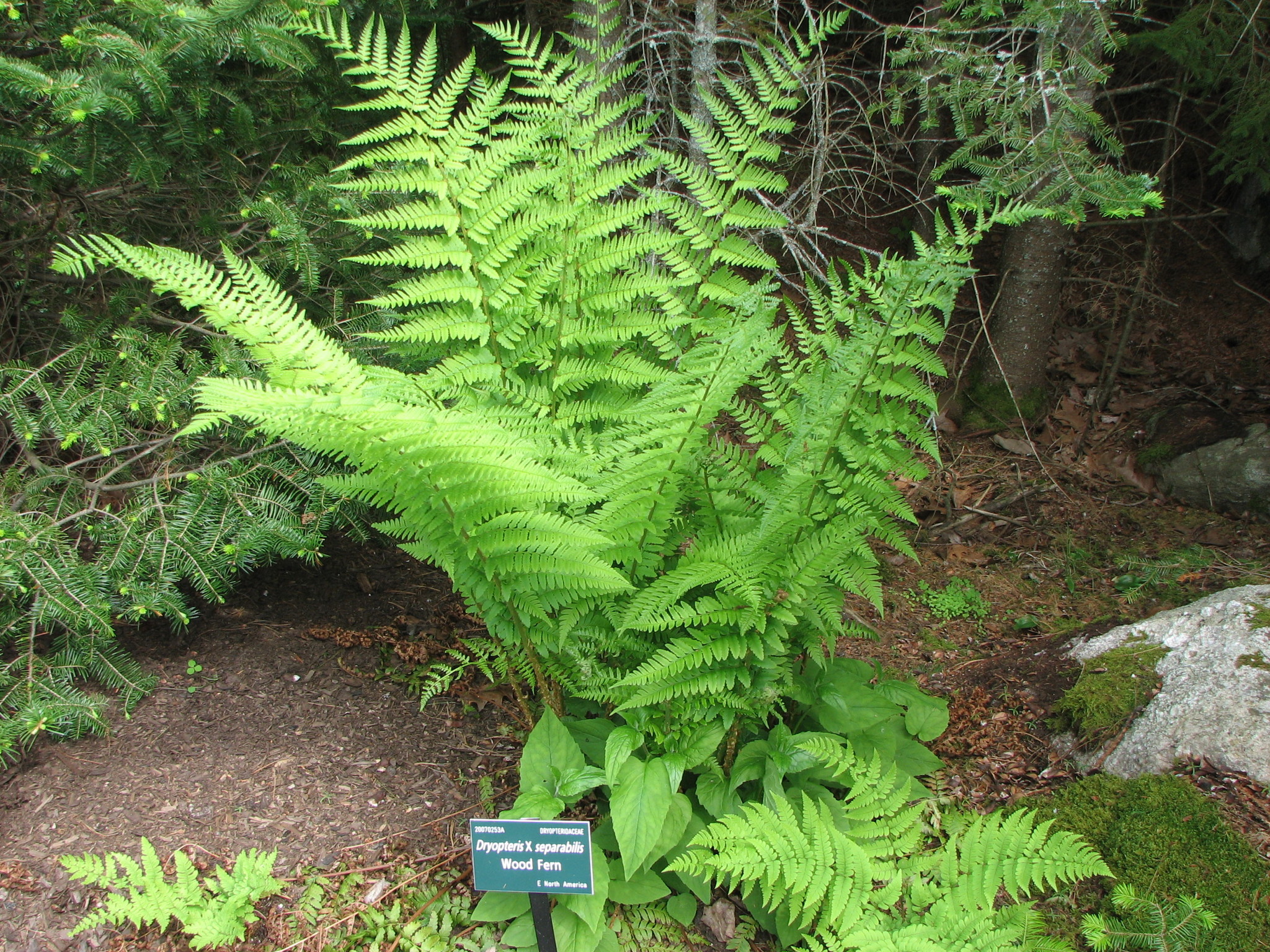 Dryopteris X separabilis