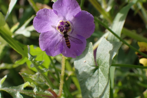 Unknown species found near Monterey County, CA, USA