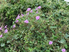 Ipomoea splendor-sylvae