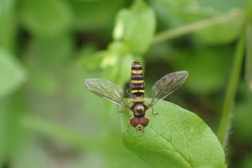 Unknown species found near Monterey County, CA, USA