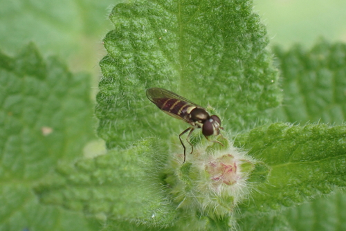 Unknown species found near Monterey County, CA, USA
