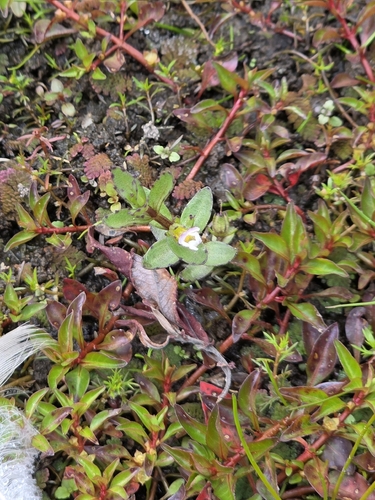 Gratiola sexdentata, 2026-03-05