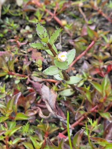 Gratiola sexdentata, photograph 2