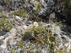 Chrysanthemum integrifolium