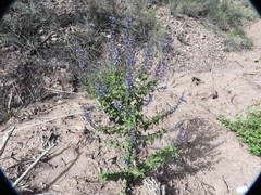 Salvia cuspidata
