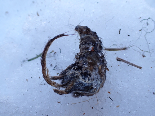 Masked Shrew, Anchor Point, AK, USA, photo 10 of 10