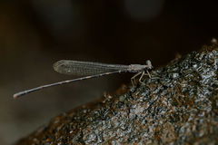 Melanesobasis flavilabris