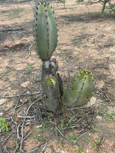 Neoraimondia arequipensis, photograph 4