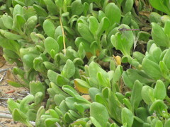 Austrothemis nigrescens