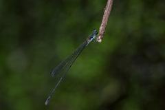 Nesobasis longistyla