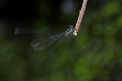 Nesobasis longistyla