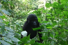 Gorilla beringei