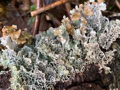 Platismatia norvegica