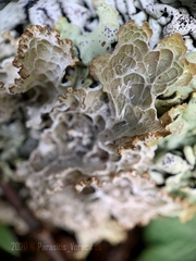 Platismatia norvegica