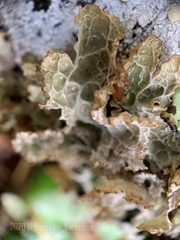 Platismatia norvegica