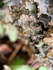 Platismatia norvegica