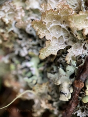 Platismatia norvegica