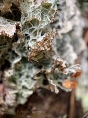 Platismatia norvegica