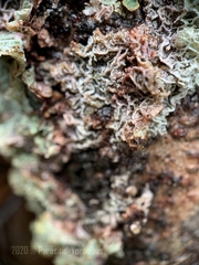 Platismatia norvegica