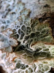 Platismatia norvegica