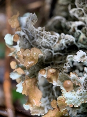 Platismatia norvegica