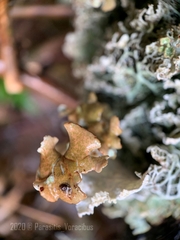 Platismatia norvegica