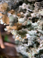 Platismatia norvegica