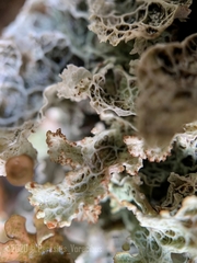 Platismatia norvegica