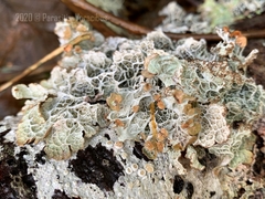 Platismatia norvegica