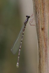 Melanesobasis maculosa