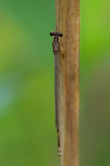 Melanesobasis maculosa