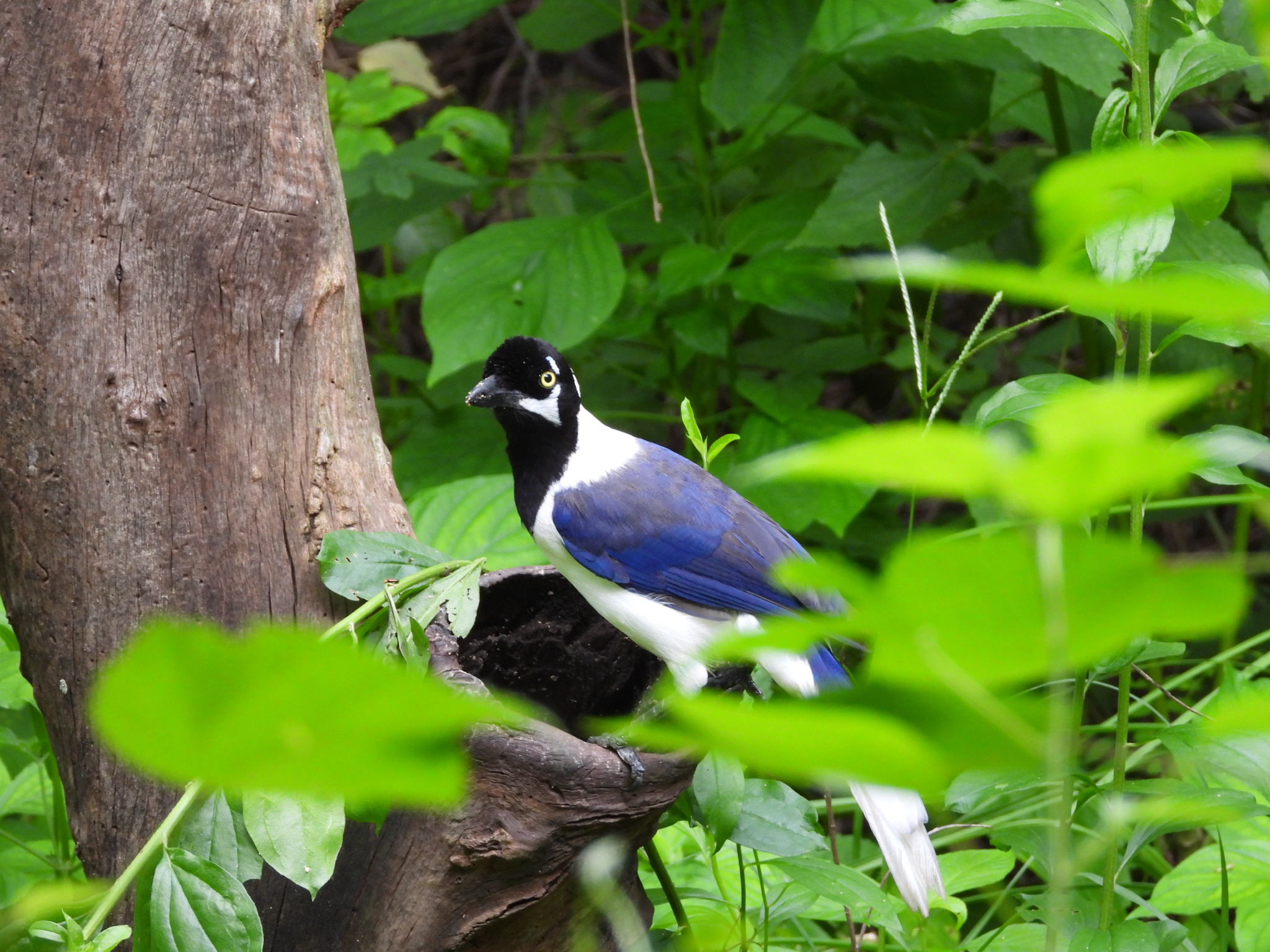 White-tailed Jay (Cyanocorax mystacalis), photo 1