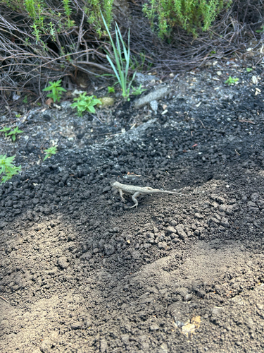 iNaturalist observation photo of Western Fence Lizard